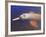 Wild Pink Amazon River Dolphin, Amazon River, Brazil, South America-Nico Tondini-Framed Photographic Print