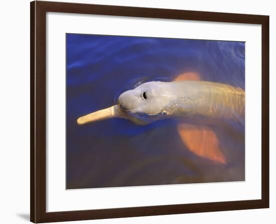 Wild Pink Amazon River Dolphin, Amazon River, Brazil, South America-Nico Tondini-Framed Photographic Print