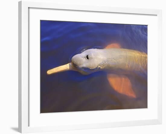 Wild Pink Amazon River Dolphin, Amazon River, Brazil, South America-Nico Tondini-Framed Photographic Print