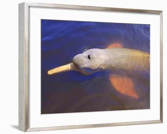 Wild Pink Amazon River Dolphin, Amazon River, Brazil, South America-Nico Tondini-Framed Photographic Print