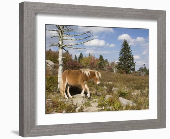 Wild Pony in Grayson Highlands State Park, Virginia, USA-Diane Johnson-Framed Photographic Print