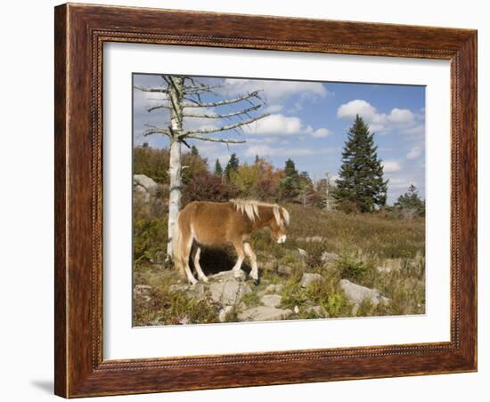 Wild Pony in Grayson Highlands State Park, Virginia, USA-Diane Johnson-Framed Photographic Print