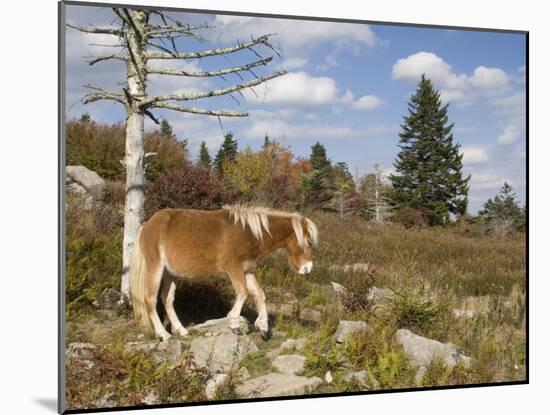 Wild Pony in Grayson Highlands State Park, Virginia, USA-Diane Johnson-Mounted Photographic Print