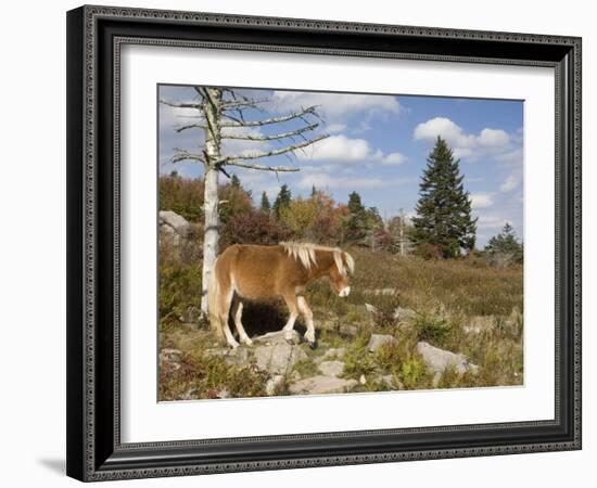 Wild Pony in Grayson Highlands State Park, Virginia, USA-Diane Johnson-Framed Photographic Print