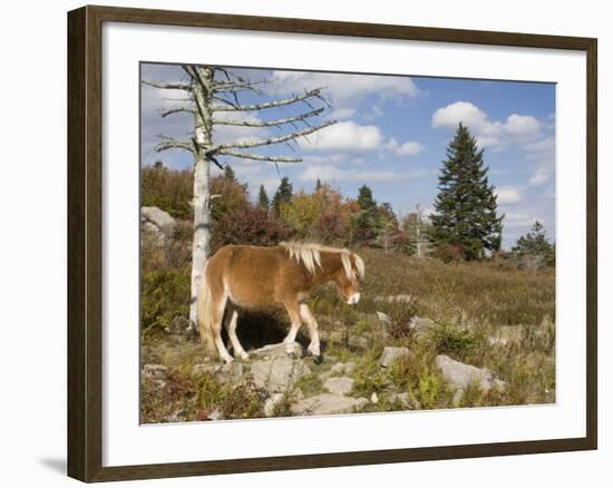 Wild Pony in Grayson Highlands State Park, Virginia, USA-Diane Johnson-Framed Photographic Print