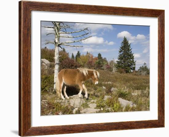 Wild Pony in Grayson Highlands State Park, Virginia, USA-Diane Johnson-Framed Photographic Print