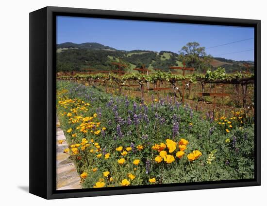 Wild Poppies and Lupine Flowers in a Vineyard, Kenwood Vineyards, Kenwood, Sonoma County-null-Framed Premier Image Canvas