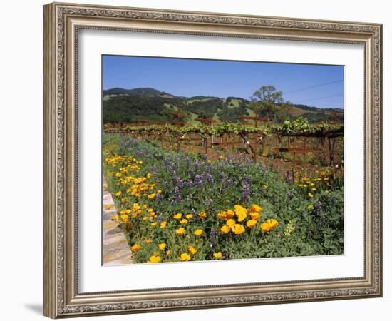 Wild Poppies and Lupine Flowers in a Vineyard, Kenwood Vineyards, Kenwood, Sonoma County-null-Framed Photographic Print