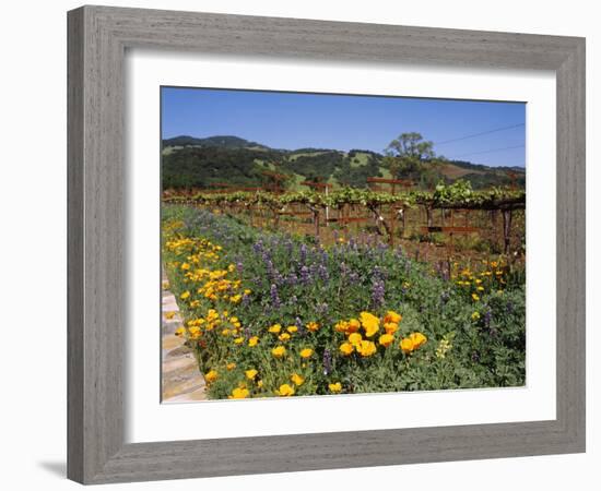 Wild Poppies and Lupine Flowers in a Vineyard, Kenwood Vineyards, Kenwood, Sonoma County-null-Framed Photographic Print