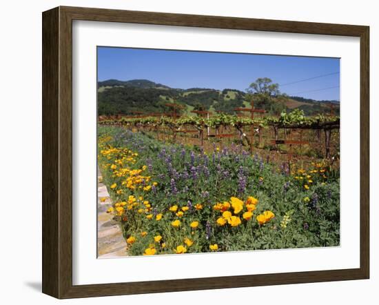 Wild Poppies and Lupine Flowers in a Vineyard, Kenwood Vineyards, Kenwood, Sonoma County-null-Framed Photographic Print