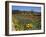 Wild Poppies and Lupine Flowers in a Vineyard, Kenwood Vineyards, Kenwood, Sonoma County-null-Framed Photographic Print