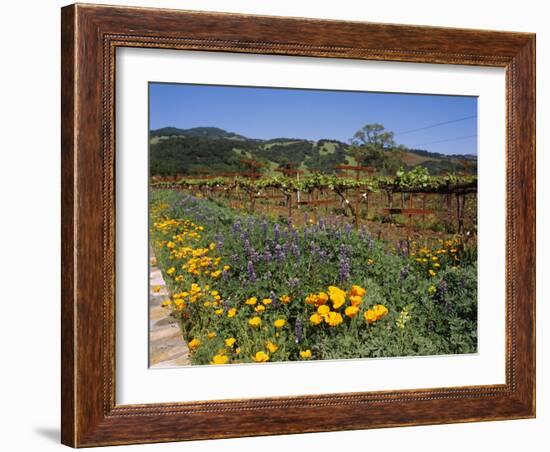 Wild Poppies and Lupine Flowers in a Vineyard, Kenwood Vineyards, Kenwood, Sonoma County-null-Framed Photographic Print