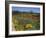 Wild Poppies and Lupine Flowers in a Vineyard, Kenwood Vineyards, Kenwood, Sonoma County-null-Framed Photographic Print