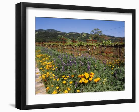 Wild Poppies and Lupine Flowers in a Vineyard, Kenwood Vineyards, Kenwood, Sonoma County--Framed Photographic Print