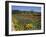 Wild Poppies and Lupine Flowers in a Vineyard, Kenwood Vineyards, Kenwood, Sonoma County-null-Framed Photographic Print