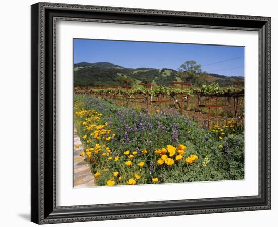 Wild Poppies and Lupine Flowers in a Vineyard, Kenwood Vineyards, Kenwood, Sonoma County-null-Framed Photographic Print