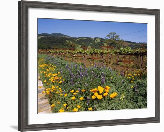 Wild Poppies and Lupine Flowers in a Vineyard, Kenwood Vineyards, Kenwood, Sonoma County-null-Framed Photographic Print