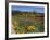 Wild Poppies and Lupine Flowers in a Vineyard, Kenwood Vineyards, Kenwood, Sonoma County-null-Framed Photographic Print