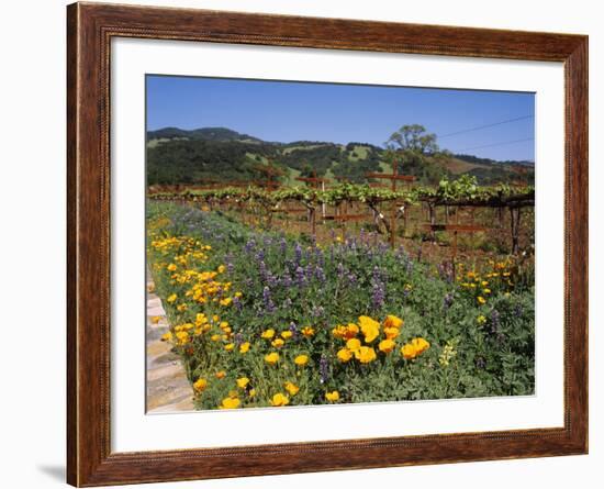 Wild Poppies and Lupine Flowers in a Vineyard, Kenwood Vineyards, Kenwood, Sonoma County-null-Framed Photographic Print