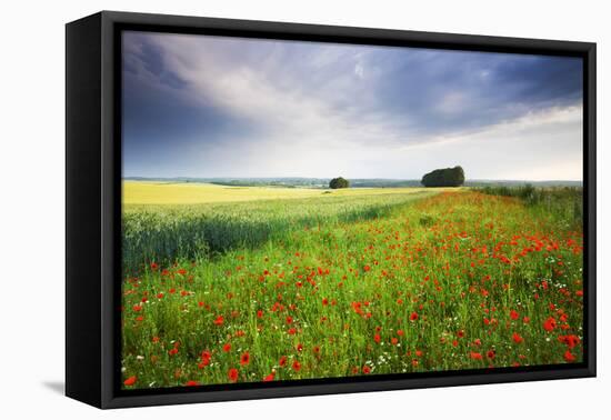 Wild Poppies growing in a field near West Dean, Wiltshire, England. Summer (July) 2009-Adam Burton-Framed Premier Image Canvas