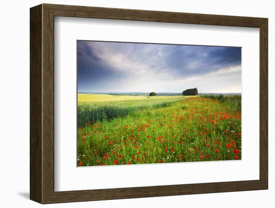 Wild Poppies growing in a field near West Dean, Wiltshire, England. Summer (July) 2009-Adam Burton-Framed Photographic Print