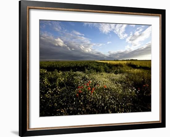 Wild Poppies in an Open Field in Norfolk, England, United Kingdom, Europe-David Pickford-Framed Photographic Print