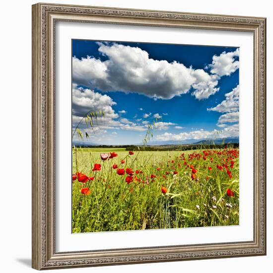 Wild Poppies (Papaver Rhoeas) and Wild Grasses in Front of Sierra Nevada Mountains, Spain-Giles Bracher-Framed Photographic Print