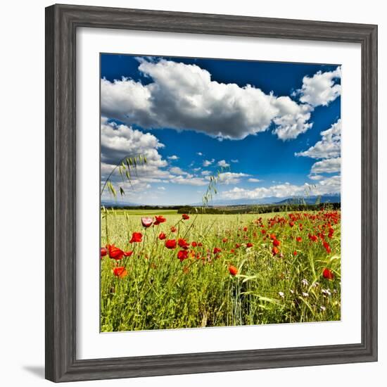 Wild Poppies (Papaver Rhoeas) and Wild Grasses in Front of Sierra Nevada Mountains, Spain-Giles Bracher-Framed Photographic Print