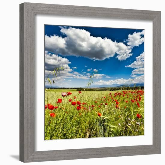 Wild Poppies (Papaver Rhoeas) and Wild Grasses in Front of Sierra Nevada Mountains, Spain-Giles Bracher-Framed Photographic Print