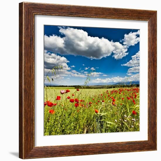 Wild Poppies (Papaver Rhoeas) and Wild Grasses in Front of Sierra Nevada Mountains, Spain-Giles Bracher-Framed Photographic Print
