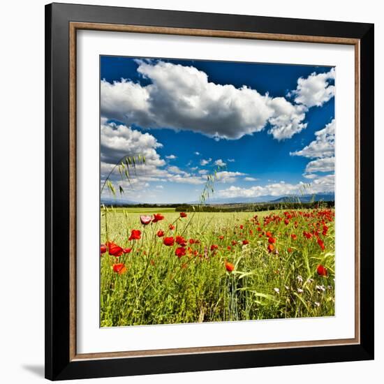 Wild Poppies (Papaver Rhoeas) and Wild Grasses in Front of Sierra Nevada Mountains, Spain-Giles Bracher-Framed Photographic Print