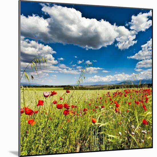 Wild Poppies (Papaver Rhoeas) and Wild Grasses in Front of Sierra Nevada Mountains, Spain-Giles Bracher-Mounted Photographic Print