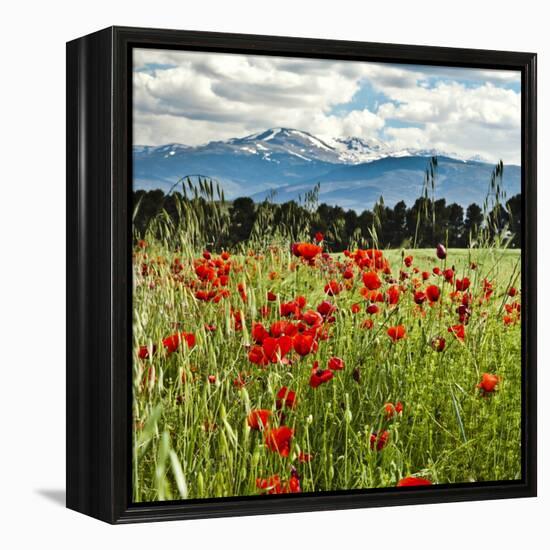 Wild Poppies (Papaver Rhoeas) and Wild Grasses with Sierra Nevada Mountains, Andalucia, Spain-Giles Bracher-Framed Premier Image Canvas