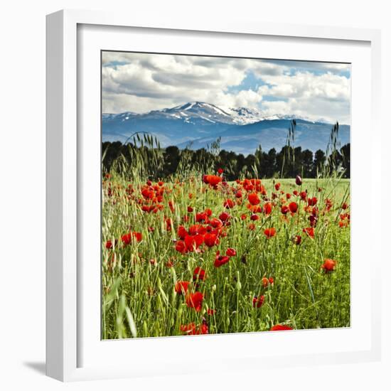 Wild Poppies (Papaver Rhoeas) and Wild Grasses with Sierra Nevada Mountains, Andalucia, Spain-Giles Bracher-Framed Photographic Print