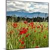 Wild Poppies (Papaver Rhoeas) and Wild Grasses with Sierra Nevada Mountains, Andalucia, Spain-Giles Bracher-Mounted Photographic Print