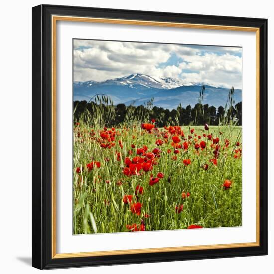 Wild Poppies (Papaver Rhoeas) and Wild Grasses with Sierra Nevada Mountains, Andalucia, Spain-Giles Bracher-Framed Photographic Print