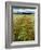 Wild Poppies (Papaver Rhoeas) and Wild Grasses with Sierra Nevada Mountains, Andalucia, Spain-Giles Bracher-Framed Photographic Print