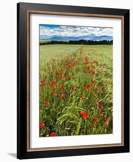 Wild Poppies (Papaver Rhoeas) and Wild Grasses with Sierra Nevada Mountains, Andalucia, Spain-Giles Bracher-Framed Photographic Print
