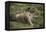 Wild Puma in Chile-Joe McDonald-Framed Premier Image Canvas