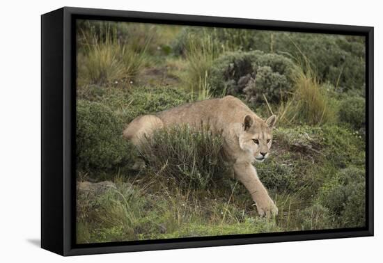 Wild Puma in Chile-Joe McDonald-Framed Premier Image Canvas