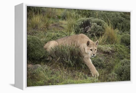 Wild Puma in Chile-Joe McDonald-Framed Premier Image Canvas