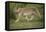 Wild Puma in Chile-Joe McDonald-Framed Premier Image Canvas