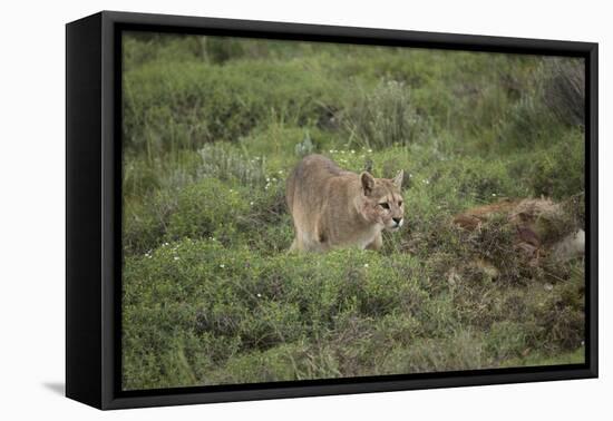 Wild Puma in Chile-Joe McDonald-Framed Premier Image Canvas