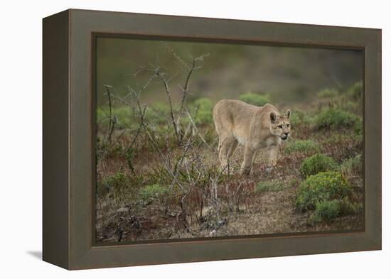 Wild Puma in Chile-Joe McDonald-Framed Premier Image Canvas