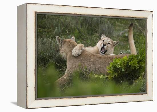 Wild Puma in Chile-Joe McDonald-Framed Premier Image Canvas