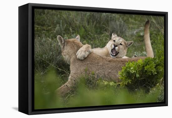 Wild Puma in Chile-Joe McDonald-Framed Premier Image Canvas