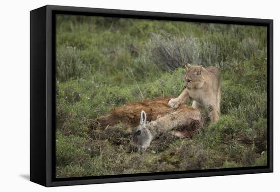 Wild Puma in Chile-Joe McDonald-Framed Premier Image Canvas