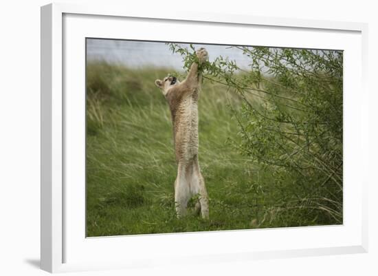 Wild Puma in Chile-Joe McDonald-Framed Photographic Print