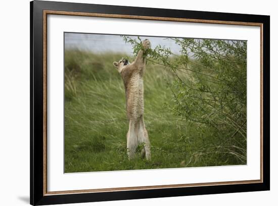 Wild Puma in Chile-Joe McDonald-Framed Photographic Print