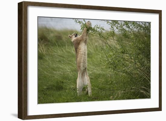 Wild Puma in Chile-Joe McDonald-Framed Photographic Print